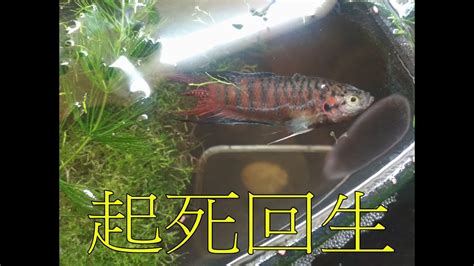 鬥魚死掉怎麼處理